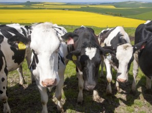 Young cattle standing high on chalk downland with oil seed rape crop in background, Tan Hill, All