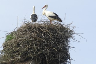 Storks on an eyrie, spring, Wendland, Penkefitz, Hitzacker, Lower Saxony, Germany, Europe