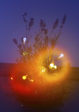 Lavender (Lavandula), with fairy lights and bokeh, North Rhine-Westphalia, Germany, Europe