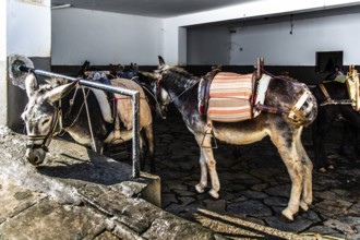 Donkeys for transporting tourists to the Acropolis, winding alleyways with white houses, Lindos,