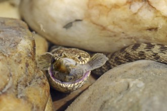 Dice snake (Natrix tessellata) with preyed fish, Provence, southern France