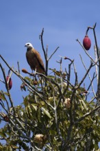 Black collared Hawk, Busarellus nigricollis, in a kapok tree, Chorisia speciosa, Amazon Basin,