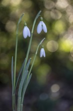 Snowdrop (Galanthus nivalis Magnet), Emsland, Lower Saxony, Germany, Europe