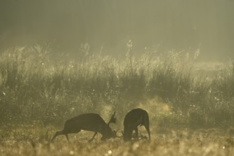 Fallow deer (Cervus dama), male, rutting, fighting, Hesse, Germany, Europe