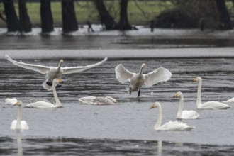 Tundra swans (Cygnus bewickii), landing, Emsland, Lower Saxony, Germany, Europe