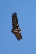 Nubian vulture (Torgos tracheliotos) in flight against a blue sky, adult, Etosha National Park,