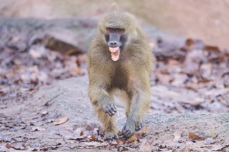 Guinea baboon (Papio papio) running on the ground, Bavaria, Germany Europe