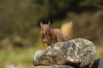 Red squirrel (Sciurus vulgaris) adult animal on a dry stone wall, Yorkshire, England, United