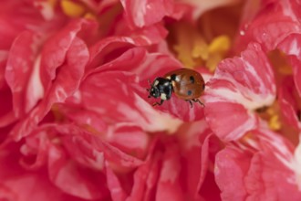 Seven-spot ladybird (Coccinella septempunctata) adult insect on a garden Camellia flower in the