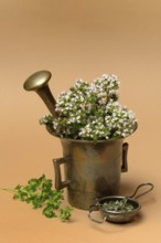 Flowering oregano in a mortar and dried oregano in a tea strainer, Origanum vulgare