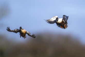 Northern Shoveler, Spatula clypeata, pair of birds in flight over marshes