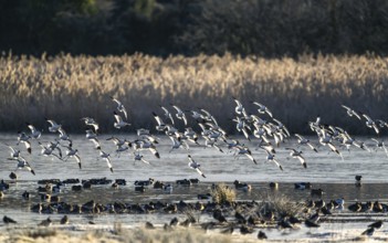 Pied Avocet, Recurvirostra avosetta, birds in flight over marshes at sunrise