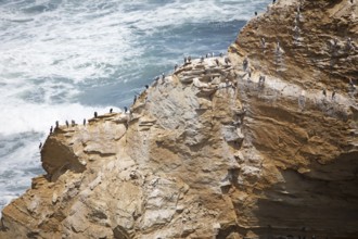 Cormorants (Phalacrocoracidae) on a rock in the Reserva Nacional de Paracas, Ica region, Pisco