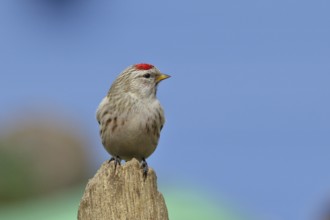 Common redpoll (Acanthis flammea) female, on a tree stump against a blue sky, North