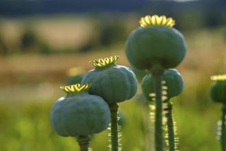 Poppy, (Papaver somniferum), poppy capsule, poppy field, Waldviertel grey poppy, poppy village