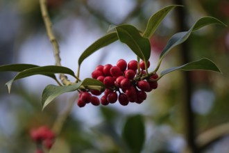 Holly (Ilex aquifolium), with red berries, winter, Saxony, Germany, Europe