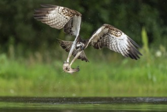 Western osprey (Pandion haliaetus) hunting, Aviemore, Scotland, Great Britain