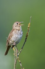 Song thrush (Turdus philomelos), Lower Saxony, Germany, Europe