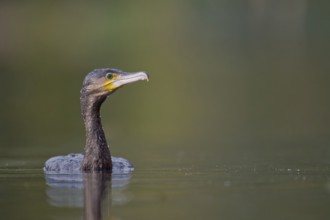 Great cormorant (Phalacrocorax carbo), Lower Saxony, Germany, Europe