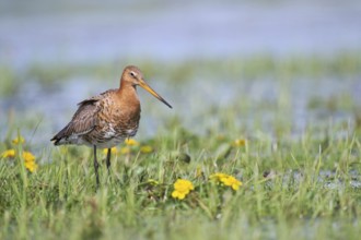 Black-tailed Godwit (Limosa limosa), Lower Saxony, Germany, Europe