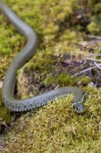 Grass snake (Natrix natrix), Bavaria, Germany, Europe