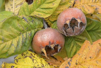 Common medlar (Mespilus germanica), branch with fruit, Moselle, Rhineland-Palatinate, Germany,