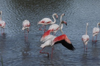 Flamingos in the Carmague, Bouches-du-Rhône, Provence, France, Europe