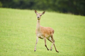 Red deer (Cervus elaphus) hind running on a meadow in the mountains in tirol, Kitzbühel, Wildpark