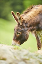 Donkey (Equus africanus asinus), portrait, tirol, Kitzbühel, Wildpark Aurach, Austria, Europe