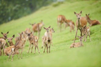 Red deer (Cervus elaphus) fawns standing on a meadow in the mountains in tirol, herd, Kitzbühel,