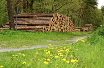 Tree trunks, wood pile, Stikelkamper forest, Leer district, East Frisia, Germany, Europe