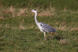 Grey heron (Ardea cinerea) in a meadow, Schleswig-Holstein, Germany, Europe