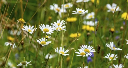 Flowering marguerites (Leucanthemum), colourful flowers, grasses and insects in a wild, natural