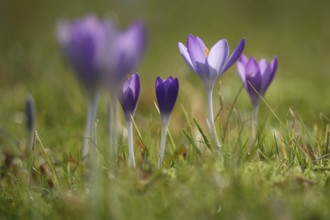 Crocus blossom, February, Germany, Europe