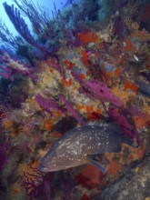 Dusky grouper (Epinephelus marginatus) (Mycteroperca marginatus) and violescent sea-whip