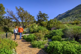 Visitors to the Kirstenbosch Botanical Gardens, Cape Town, Western Cape, South Africa, Africa