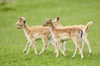 European fallow deer (Dama dama) fawns standing on a meadow, Kitzbühel, Wildpark Aurach, Austria,