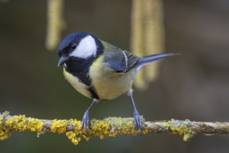 Great tit (Parus major) on a branch looking forwards, Baden-Württemberg, Germany, Europe