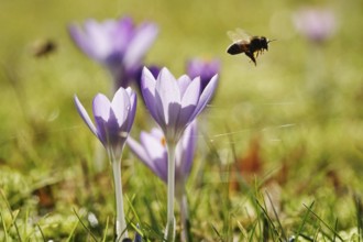 Crocus blossom with bee, Germany, Europe