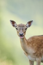 European fallow deer (Dama dama) doe, portrait, Kitzbühel, Wildpark Aurach, Austria, Europe