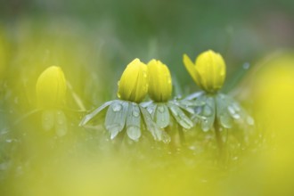 Winter aconites (Eranthis hyemalis), Germany, Europe