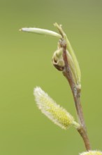 White willow (Salix alba), male flowers in spring, willow catkins, North Rhine-Westphalia, Germany,