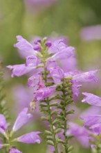 Joint flower (Physostegia virginiana), inflorescence, ornamental plant, North Rhine-Westphalia,