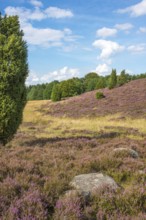 Junipers stand in a hilly, peaceful heath landscape under a blue sky with white clouds, purple