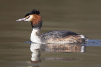 Great crested grebe (Podiceps cristatus) adult bird on a river, Norfolk, England, United Kingdom,