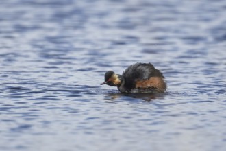 Black necked grebe (Podiceps nigricollis) adult bird in breeding plumage shaking water off its