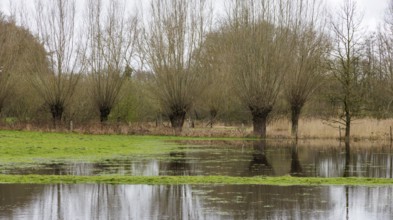 Pollarded willows in the water, Lower Rhine, Germany, Europe