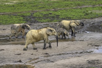 African forest elephants (Loxodonta cyclotis) in the Dzanga Bai forest clearing, Dzanga-Ndoki