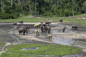 African forest elephants (Loxodonta cyclotis) in the Dzanga Bai forest clearing, Dzanga-Ndoki