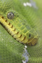 Green doghead boa or emerald green tree boa (Corallus caninus), portrait, captive, occurrence in